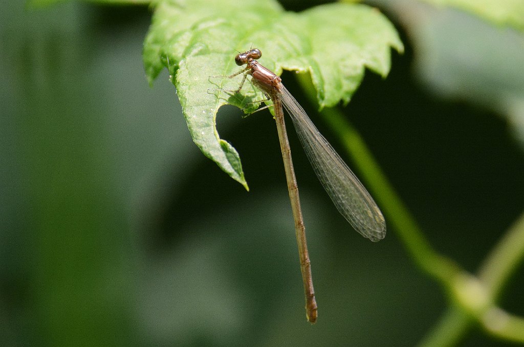 111 2013-06223481 Oxbow NWR, MA.JPG - Variable Dancer Damselfly (Argia fumipennis)(f) (probably). Oxbow National Wildlife Refuge, MA, 6-22-2013